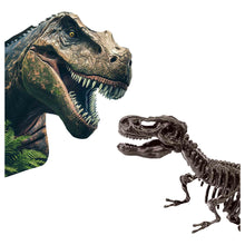 Load image into Gallery viewer, SES CREATIVE Explore T-Rex Dino and Skeleton Excavation 2-in-1 (25092)
