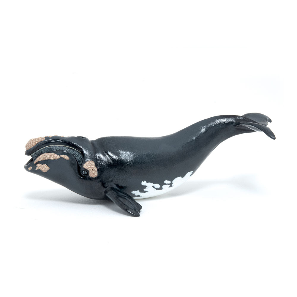 PAPO Marine Life Right Whale Toy Figure (56057)