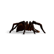 Load image into Gallery viewer, WIZARDING WORLD Aragog Toy Figure (13987)
