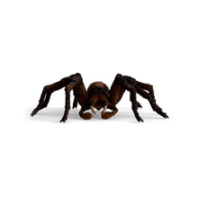 Load image into Gallery viewer, WIZARDING WORLD Aragog Toy Figure (13987)
