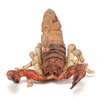 Load image into Gallery viewer, PAPO Wild Animal Kingdom Scorpion Toy Figure, Three Years or Above, Multi-colour (50209)
